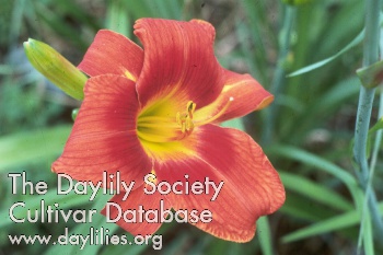 Daylily Holiday Delight